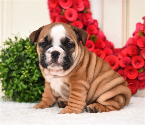 English Bulldog Studs | Lancaster Puppies