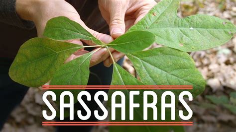 Sassafras | How to Make Everything: Root Beer Float (5/7) - YouTube