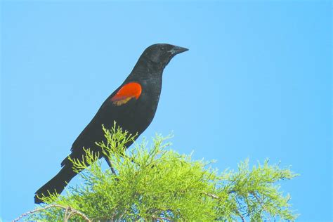 Photos: Wildlife in Lake Havasu City | Galleries | havasunews.com