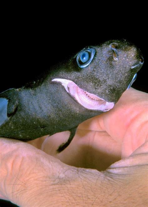 11 Smallest Shark Species in the World (Dwarf Lanternshark, Pygmy Shark) | Small shark, Oceania ...