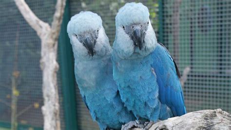 Saving the blue parrots of South America | BBC Earth