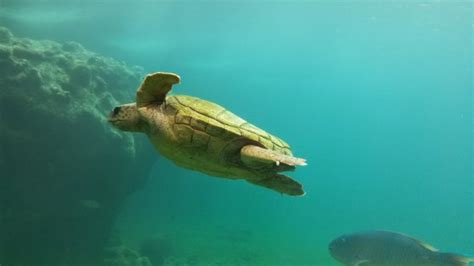 Free Images : water, ocean, sunlight, underwater, swim, sea turtle, reptile, swimming, marine ...