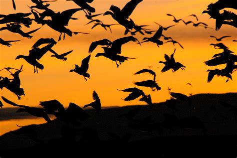 Birds of Madison County: Snow Geese migration