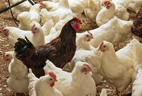 Challenges in Today’s Poultry Nutrition - WUR