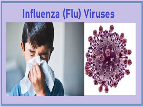 Influenza (Flu) Viruses: Types, Symptoms, Naming and Vaccine