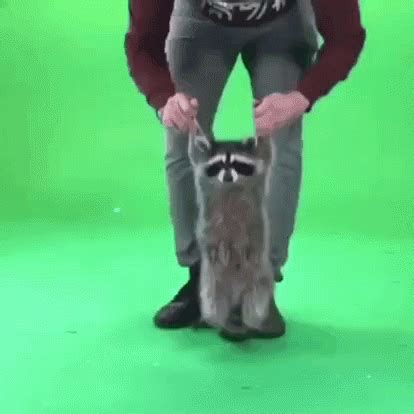 Raccoon Bounce GIF - Raccoon Bounce Happy - Discover & Share GIFs