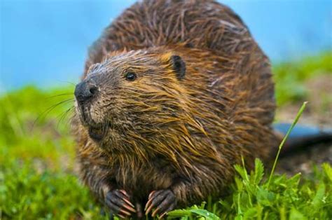 beaver - Kids | Britannica Kids | Homework Help