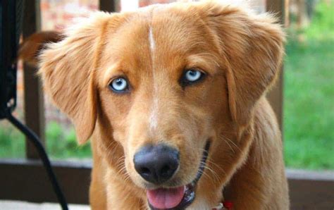 Golden Retriever Puppies With Blue Eyes - Bessler Ouncoung