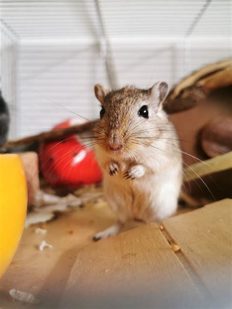 Breakthrough with gerbils! : gerbil