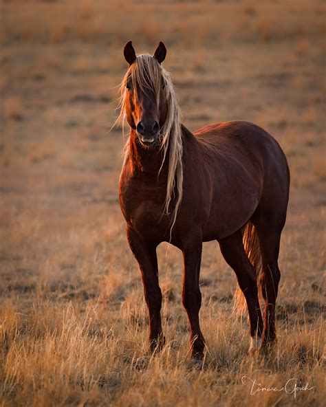 Wild Horse Golden Hour | Wyoming | Photos by Tamara Gooch