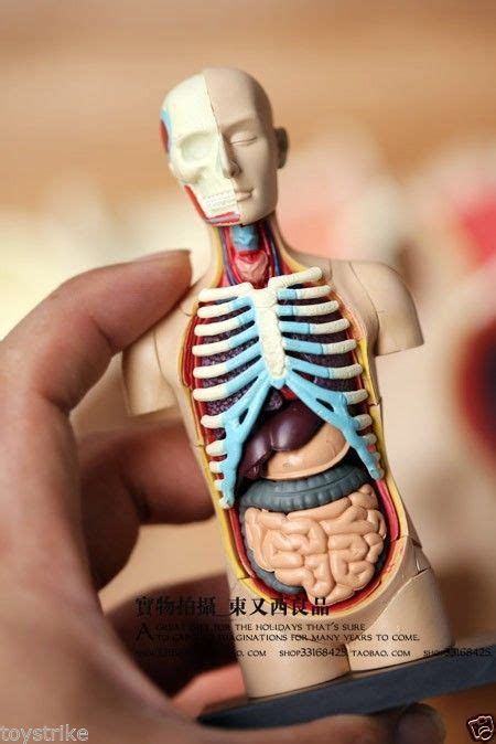 4D Human Torso 32pcs 3D Model Body Human Anatomy Puzzle NEW | Models, Human anatomy and 3d