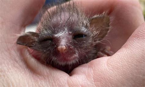 Rescued infant bush baby almost ready to be released back into the wild