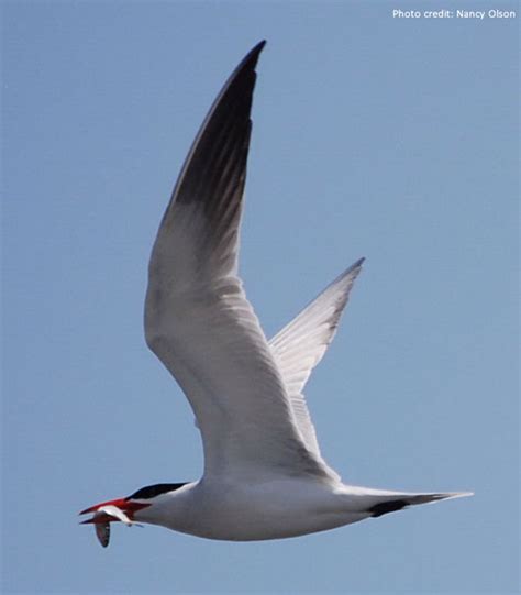 Friends of Skagit Beaches - Caspian Tern