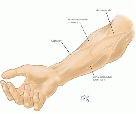 Forearm Vessels | Basicmedical Key