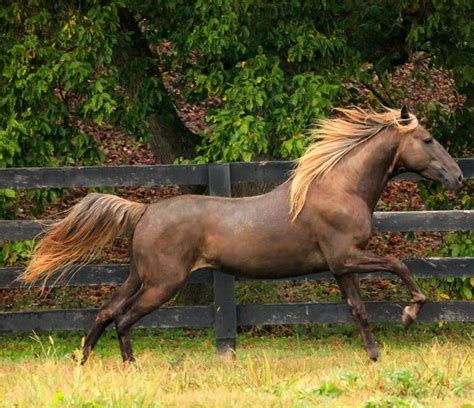 19 best images about Kentucky Mountain Saddle Horse on Pinterest ...