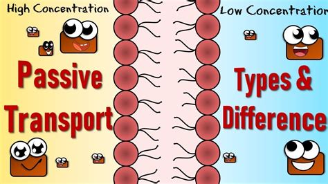 Passive Transport: Diffusion, Facilitated Diffusion & Osmosis ...