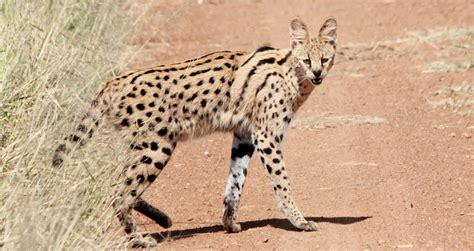 Unveiling the Secrets of the African Serval: A Comprehensive Wildlife ...