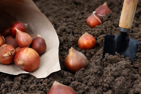 Tulip planting instructions / How to plant Tulip bulbs — Farmer Gracy