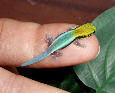 Yellow-Headed Day Gecko | Animals beautiful, Gecko, Reptiles and amphibians