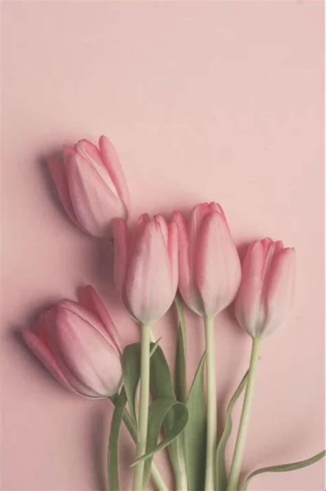 Pretty Pink Tulips Art Print by joystclaire | Society6 | Flower aesthetic, Tumblr flower, Tulip ...