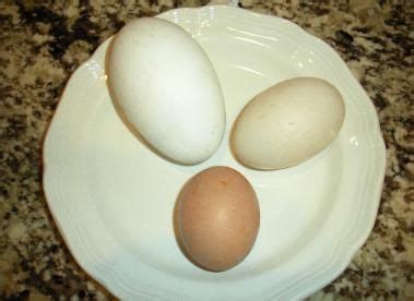 White one is a jumbo pekin Duck egg. Best egg EVER | Pekin duck ...