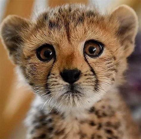 Cheetah cubs are the cutest. : r/aww