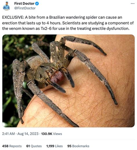 Can a Bite From a Brazilian Wandering Spider Cause a Four-Hour Erection? | Snopes.com