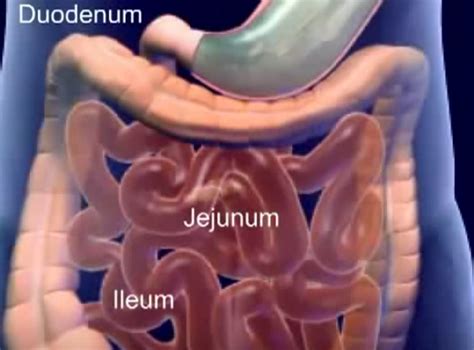 Duodenum And Jejunum Anatomy