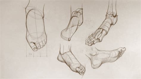 Foot Anatomy - Anatomy Master Class - YouTube