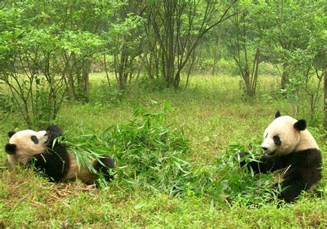 [WATCH]: Wild Pandas Courtship and Mating Filmed For the First Time | Science Times