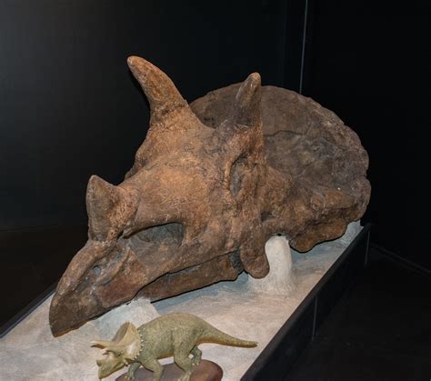 Triceratops prorsus skull 01 - Museum of the Rockies | Flickr