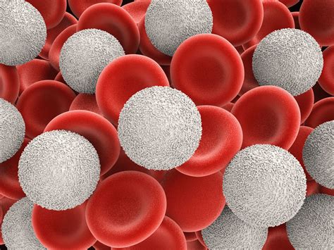 Leukocytes in urine - Ambar Lab