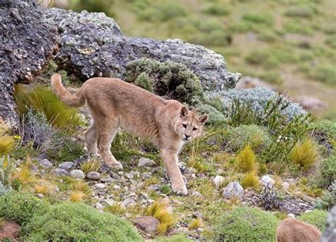 Puma, Torres del Paine | Terra Incognita Ecotours