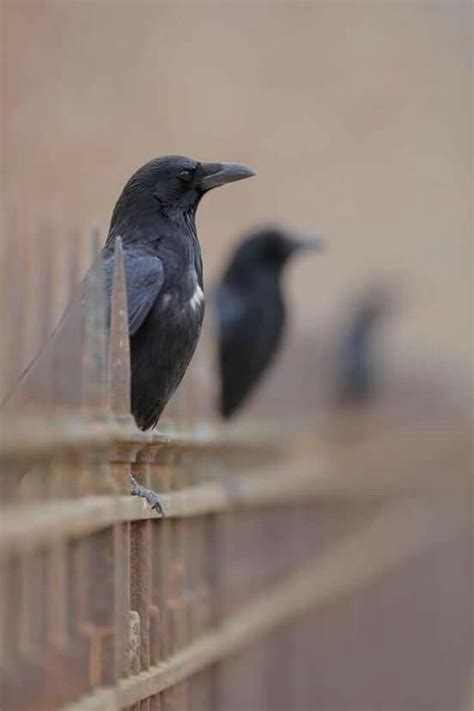 Pin by April Wine on Crows and Ravens | Beautiful birds, Crow, Bird photography