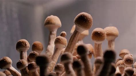 Benefits of Golden Teacher Mushrooms A Step-by-Step Guide