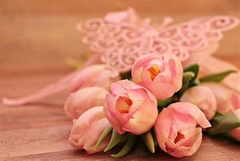 tulips, tulipa, flowers, schnittblume, breeding tulip, spring, early bloomer, soft pink, tender ...