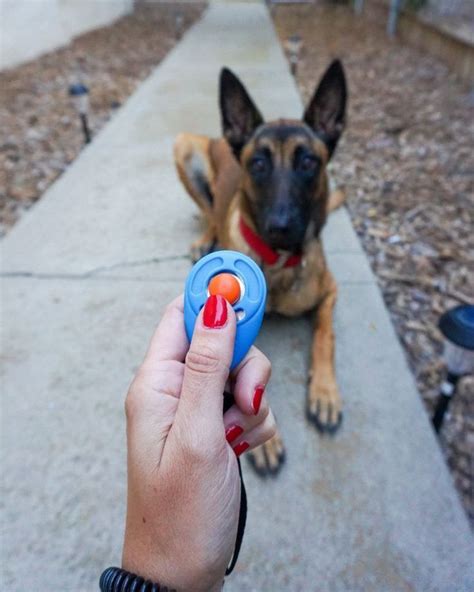 How to Start an Effective Clicker Training | Dog clicker training, Dog training methods, Easiest ...