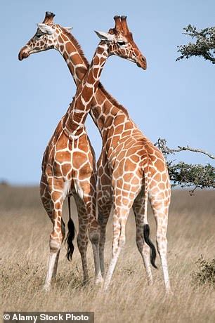 Are 90 per cent of giraffes gay? Labour MP Dawn Butler sparked a storm ...