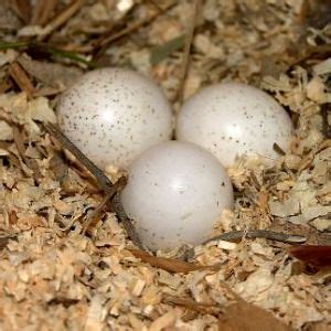 daily owls | Bird eggs, Screech owl, Eastern screech owl