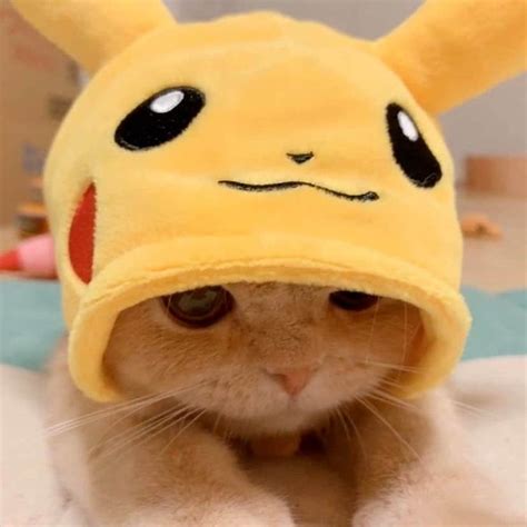 Cat Dressed As Pikachu Is Charming As Heck | Cute baby animals, Cute ...