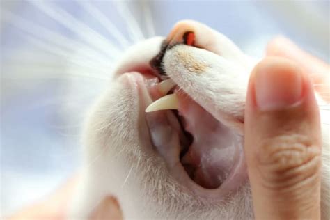 Cat Teeth Cleaning - How to Clean Cat's Teeth?