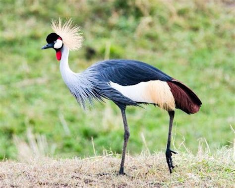 African Savanna Birds - Pets Lovers