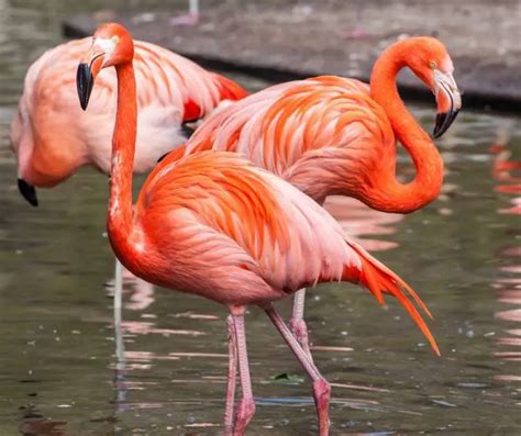 Flamingo Facts for Kids - KonnectHQ