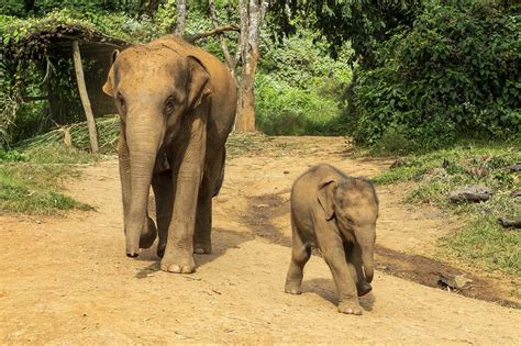 Elephant Jungle Sanctuary Chiang Mai - Chris Radley Photography