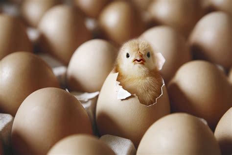 Finally Answered! Which Came First, the Chicken or the Egg?