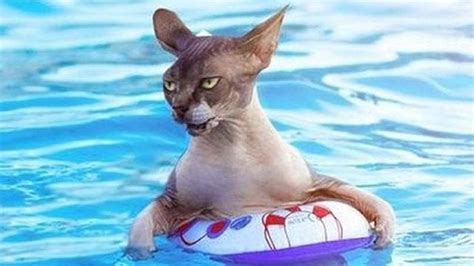 Cat swimming better than me 😄😄 #cute swimming Cat make us relax https://www.youtube.com/watch?v ...