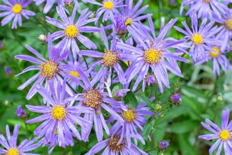 The Different Types of Aster (Photos) - Garden Lovers Club