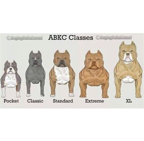 Which 1 do you like? XL PITBULL 4 me. | Razas de perros pitbull, Razas ...