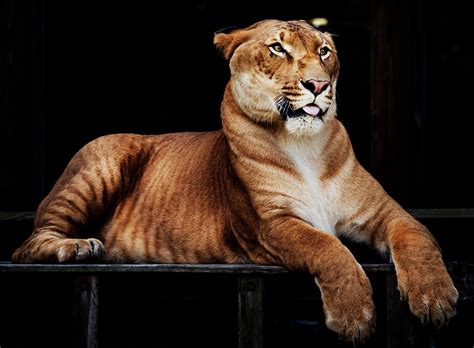 Hercules the liger, half lion, | Free Photo - rawpixel