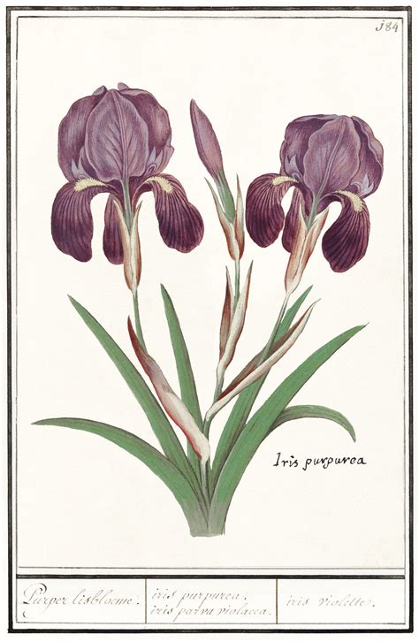 Purple iris, Iris germanica (1596–1610) | Free Photo - rawpixel